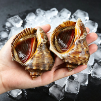 Fresh Sea Whelk