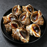 Fresh Sea Whelk